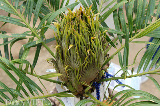 Cụ thiên tuế hơn 500 tuổi, có nụ hơn 1 năm vẫn chưa chịu nở hoa